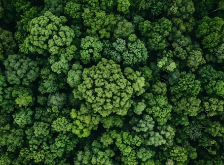 Vista aérea de bosque sostenible