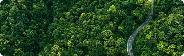 Bosque verde representando sostenibilidad